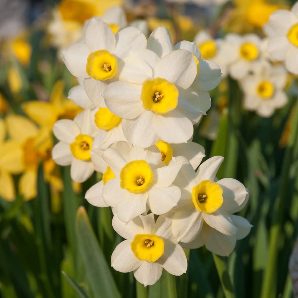 Minnow Daffodil Bulbs, Always Wholesale Pricing