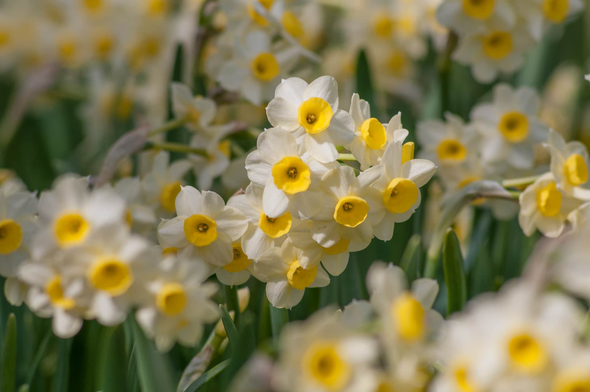 Minnow Daffodil Narcissus, Tulip World