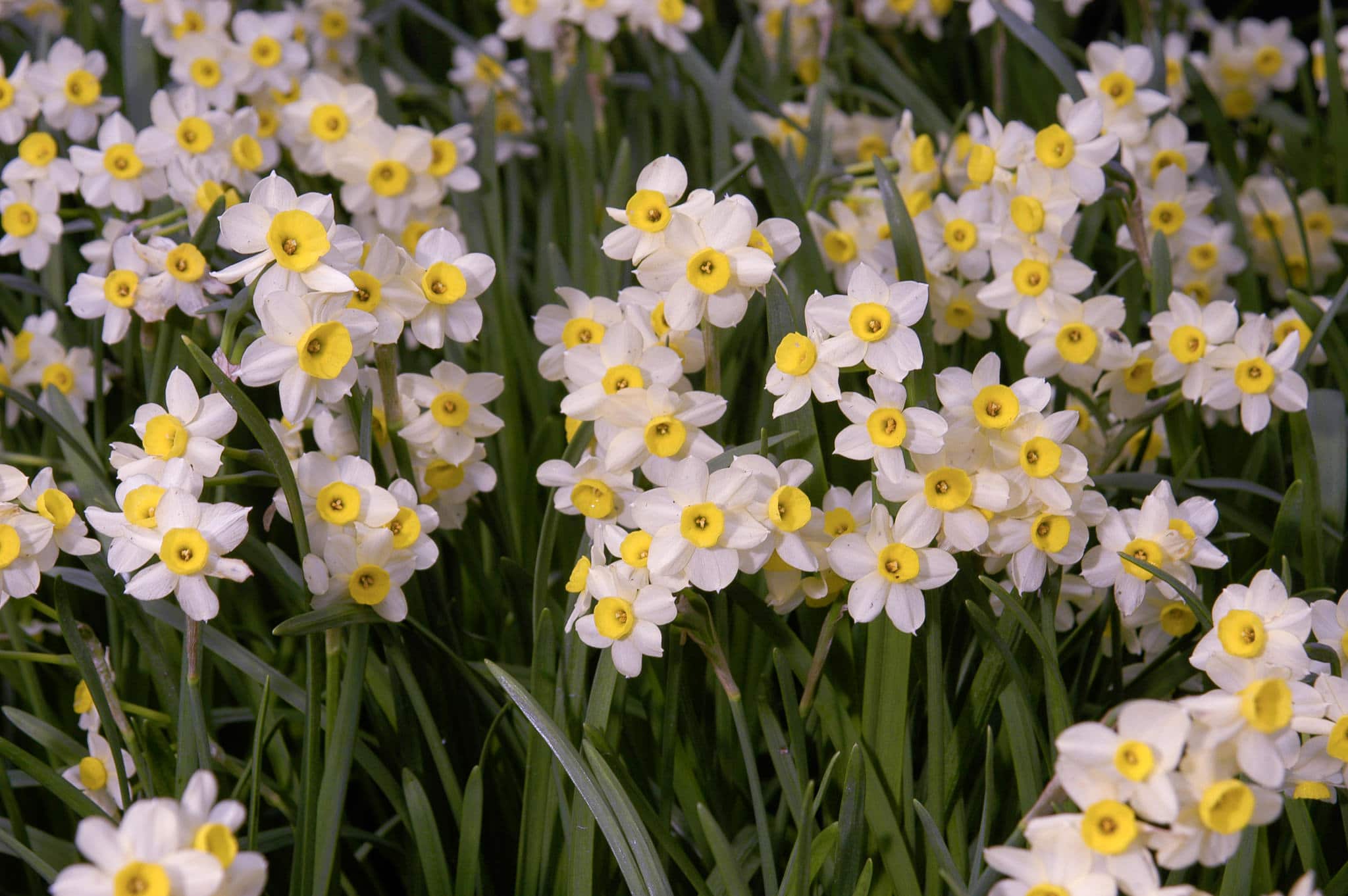 Minnow Daffodil Narcissus, Tulip World