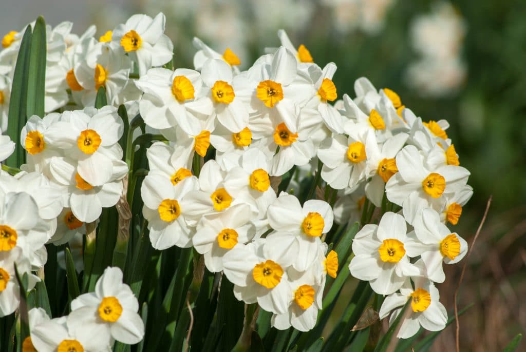 White tazetta daffodils with small orange cups, Daffodil Geranium from Colorblends.