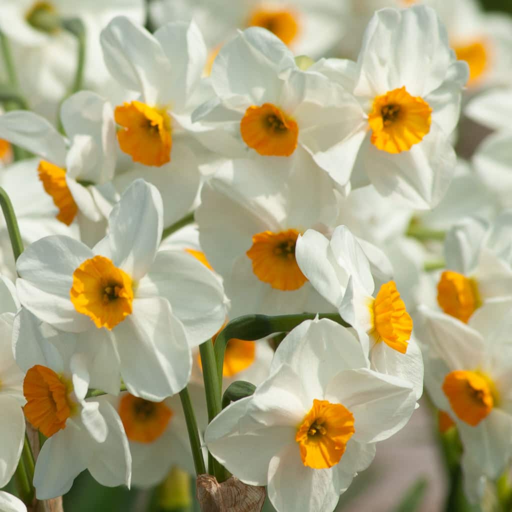 White tazetta daffodils with small orange cups, Daffodil Geranium from Colorblends.