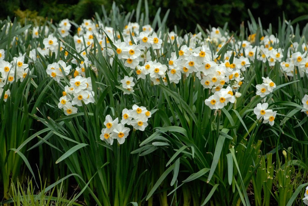 White tazetta daffodils with small orange cups, Daffodil Geranium from Colorblends.