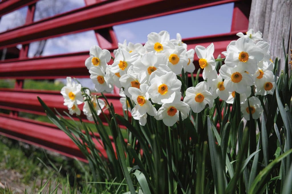 White tazetta daffodils with small orange cups, Daffodil Geranium, in front of a red corral gate, from Colorblends.