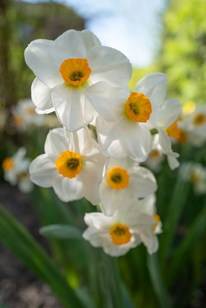 White tazetta daffodils with small orange cups, Daffodil Geranium from Colorblends.