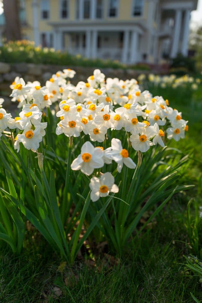 A cluster of white tazetta daffodils with small orange cups, Daffodil Geranium from Colorblends.