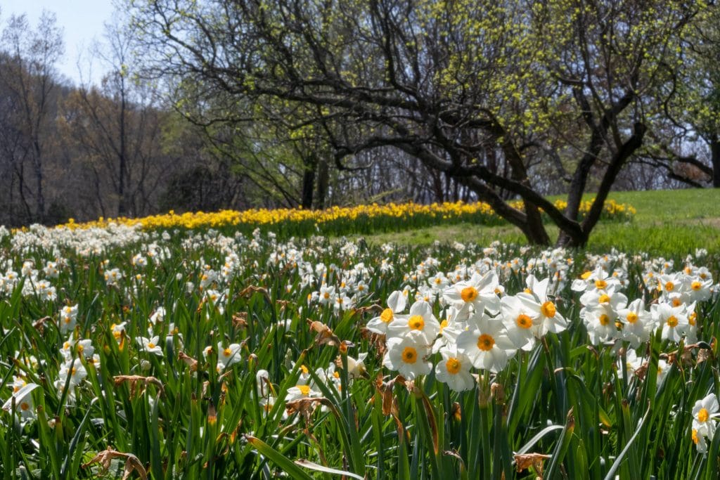 A field with white tazetta daffodils with small orange cups, Daffodil Geranium from Colorblends.