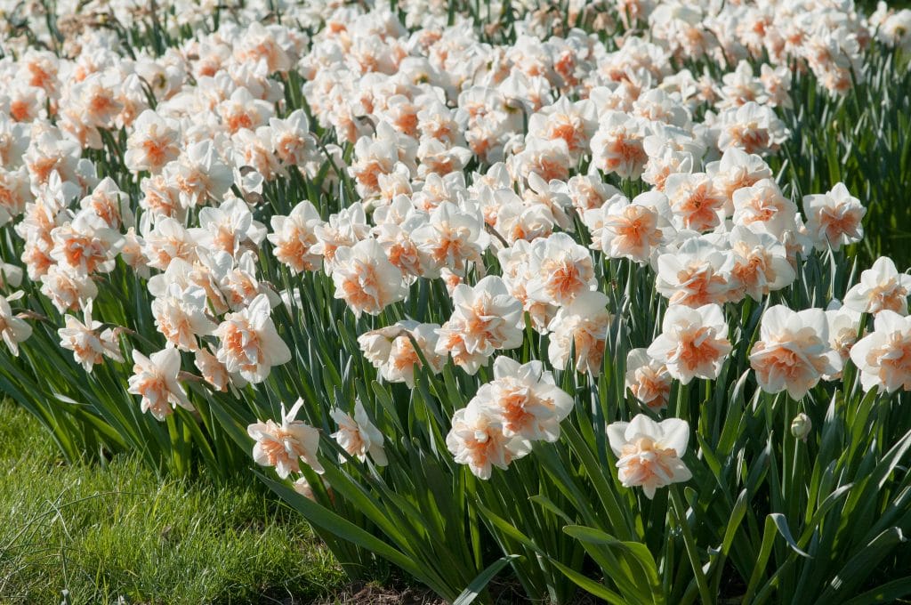 Double Daffodil Delanashaugh from Colorblends, creamy white blooms with fluffy peach-pink segments.