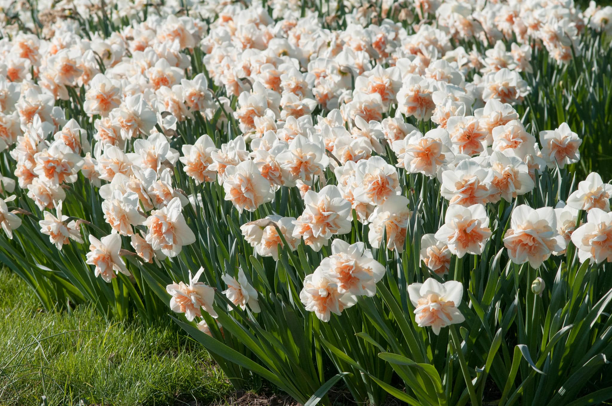 Daffodil Bulbs | Item # 3051 Delnashaugh | For Sale - Colorblends®