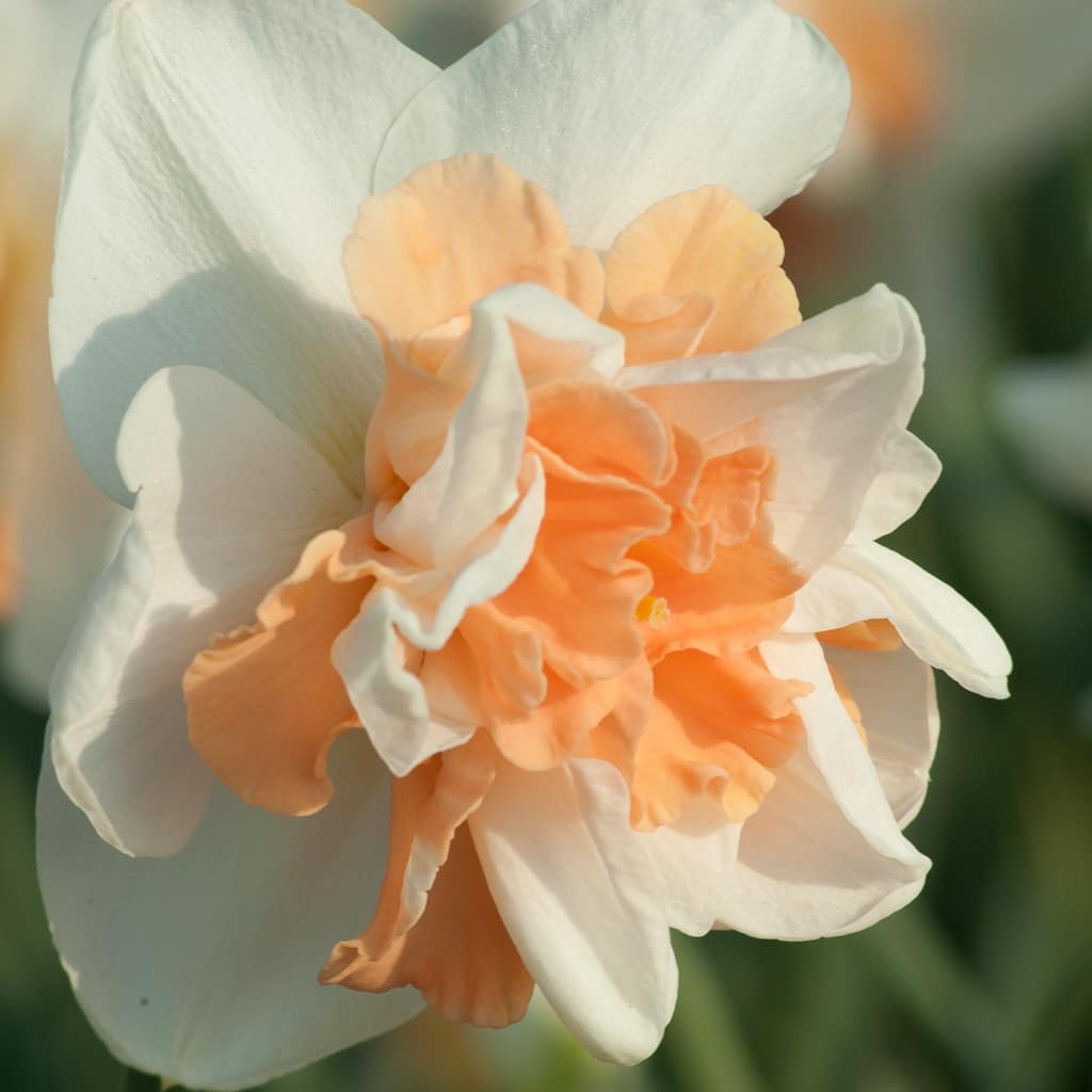 Double Daffodil Delanashaugh from Colorblends, a creamy white bloom with fluffy peach-pink segments.
