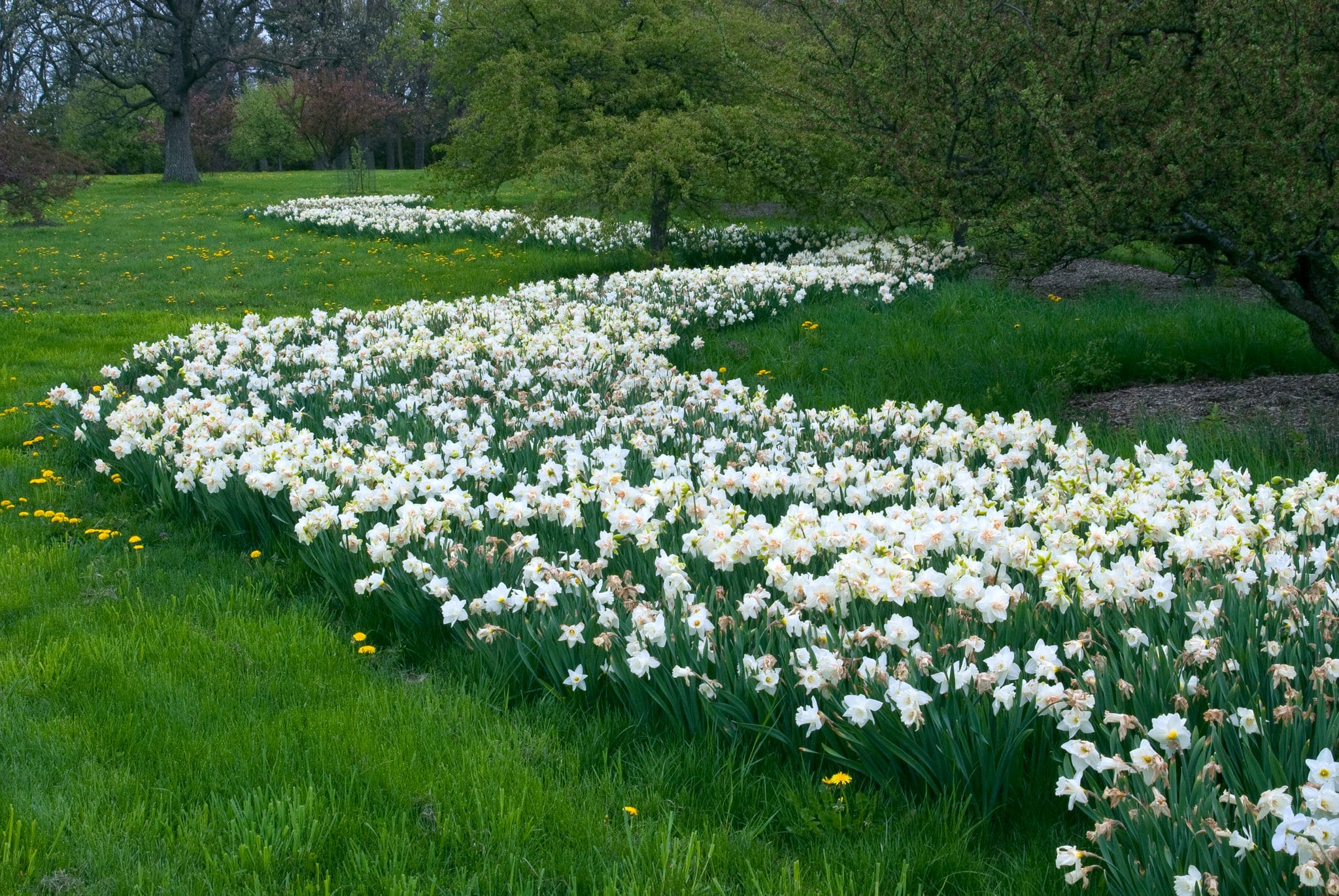 Planting Styles