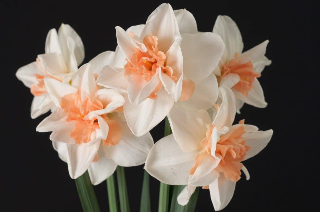 Double Daffodil Delanashaugh from Colorblends, creamy white blooms with fluffy peach-pink segments.