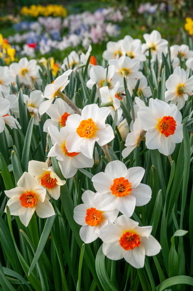 White daffodils with small orange cups, Daffodil Barrett Browning from Colorblends.