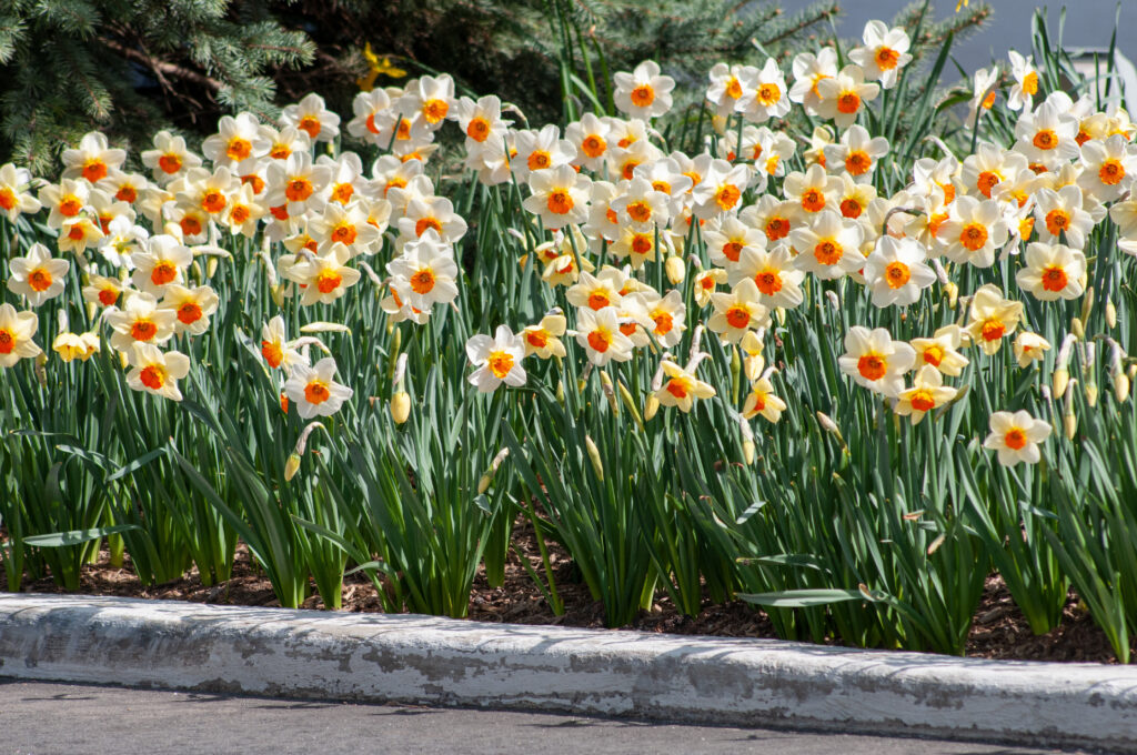 A roadside planting of white daffodils with small orange cups, Daffodil Barrett Browning from Colorblends.