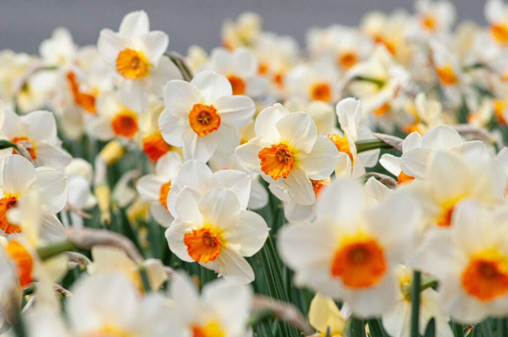 White daffodils with small orange cups, Daffodil Barrett Browning from Colorblends.