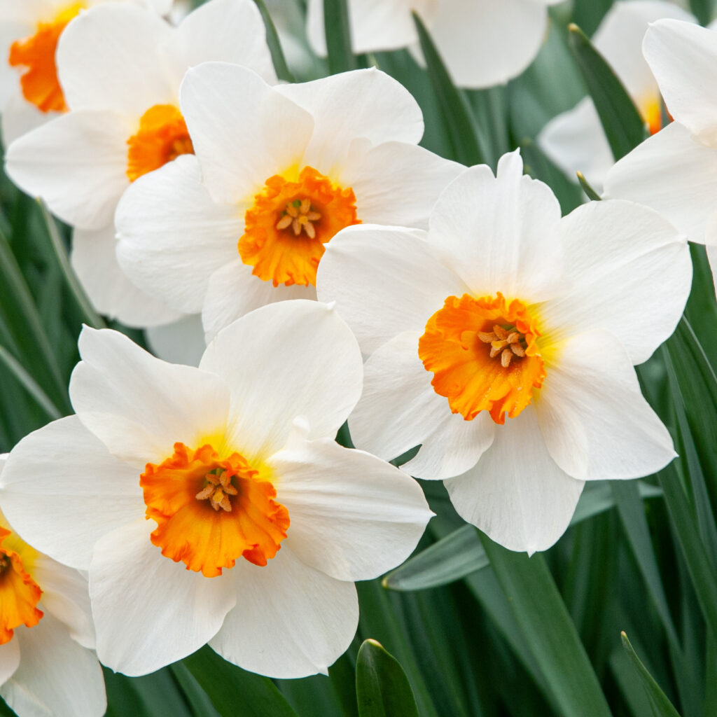 White daffodils with small orange cups, Daffodil Barrett Browning from Colorblends.