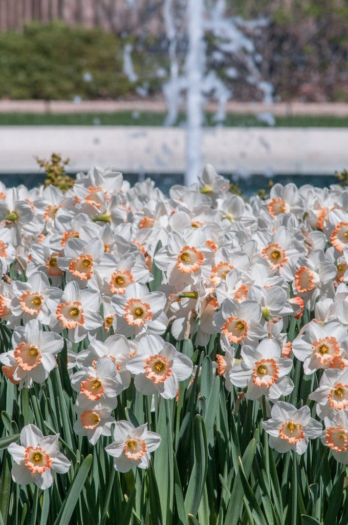 A bed of white flowers with wide cups dipped in apricot, Daffodil Pink Charm from Colorblends.