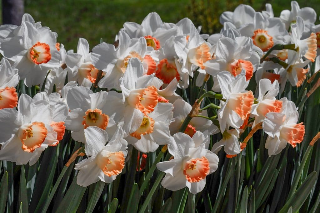 White flowers with wide cups dipped in apricot, Daffodil Pink Charm from Colorblends.