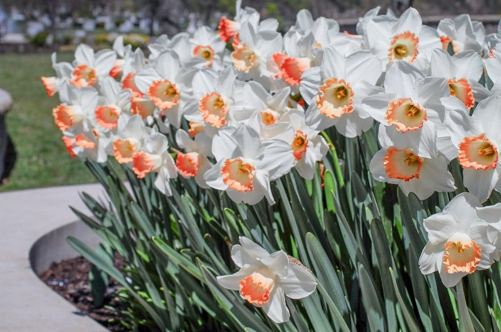 White flowers with wide cups dipped in apricot, Daffodil Pink Charm from Colorblends.