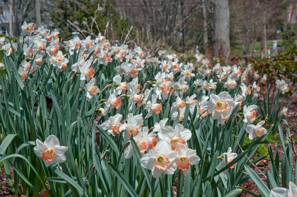 White flowers with wide cups dipped in apricot, Daffodil Pink Charm from Colorblends.