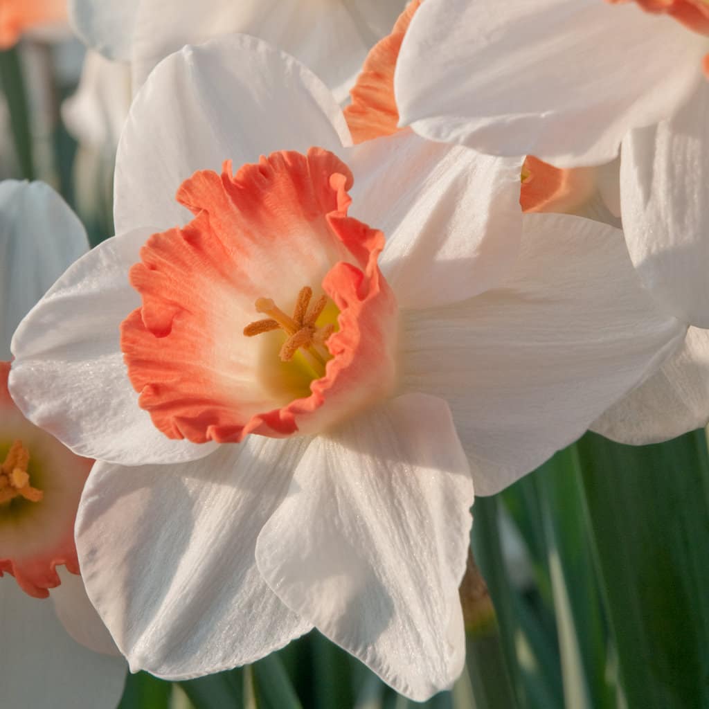 A white flower with a wide cup dipped in apricot, Daffodil Pink Charm from Colorblends.