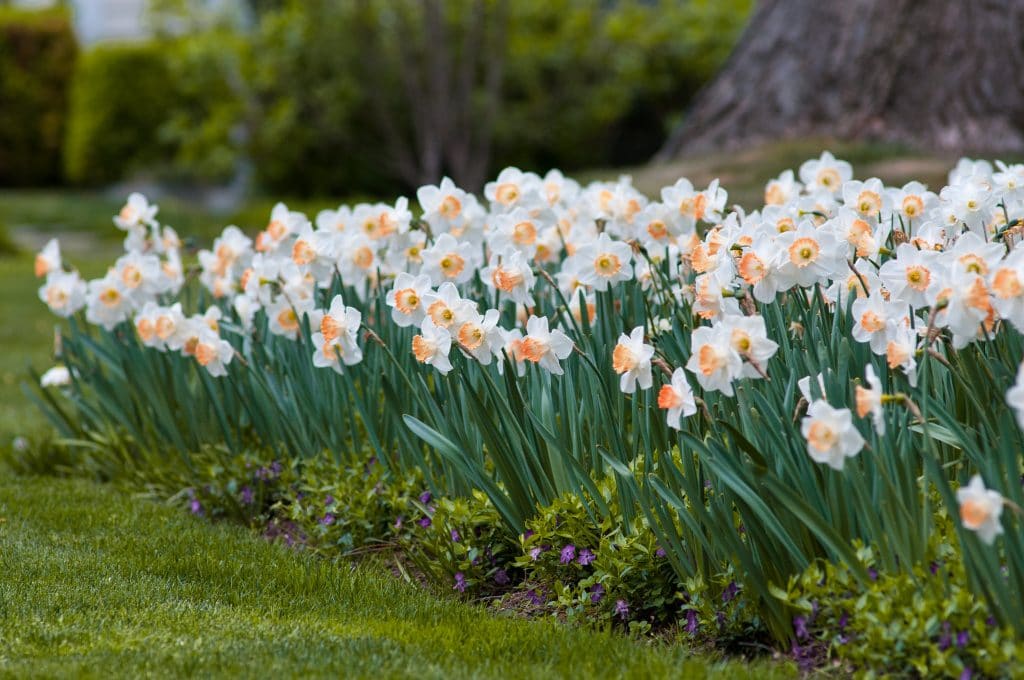 A bed of white flowers with wide cups dipped in apricot, Daffodil Pink Charm from Colorblends.