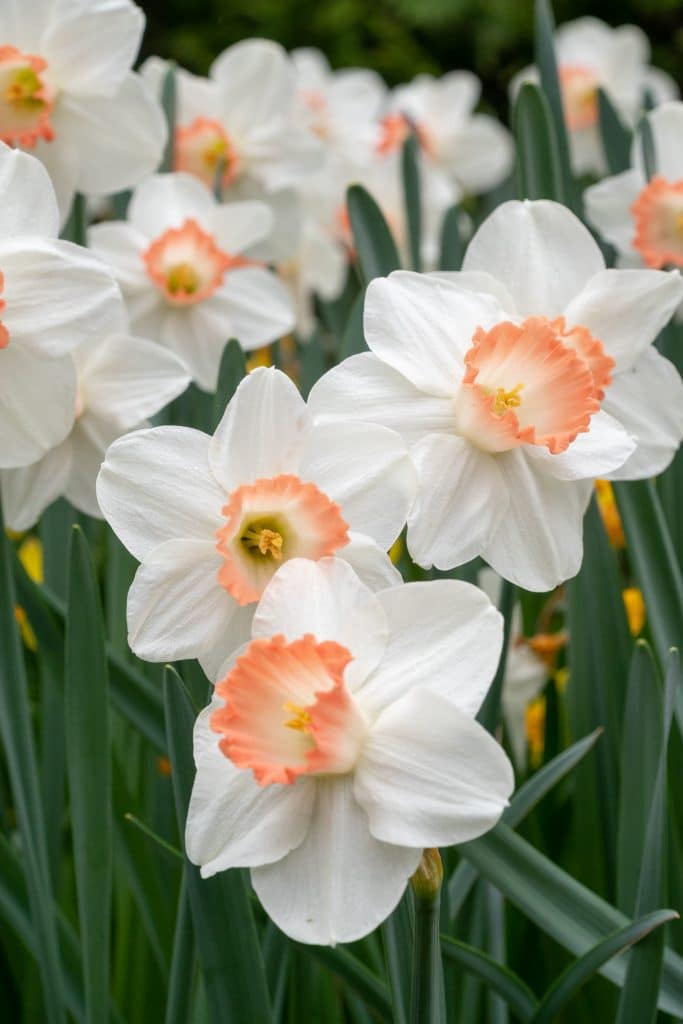 White flowers with wide cups dipped in apricot, Daffodil Pink Charm from Colorblends.
