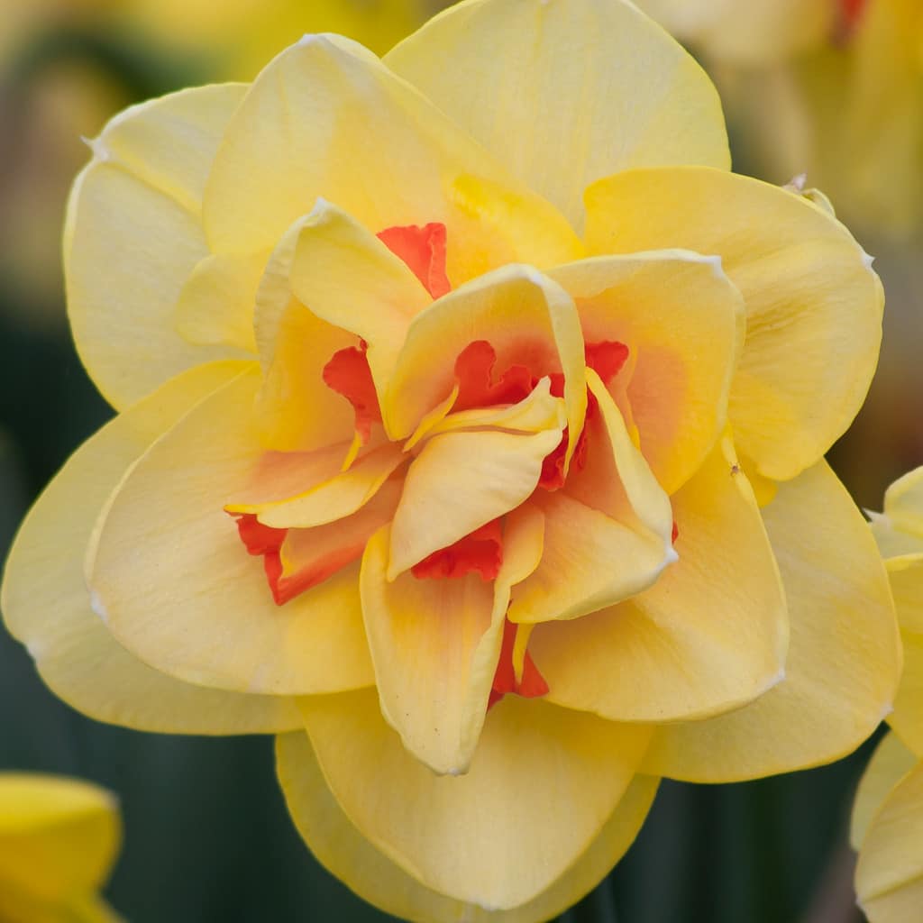 Double Daffodil Tahiti  K. van Bourgondien Wholesale Bulbs