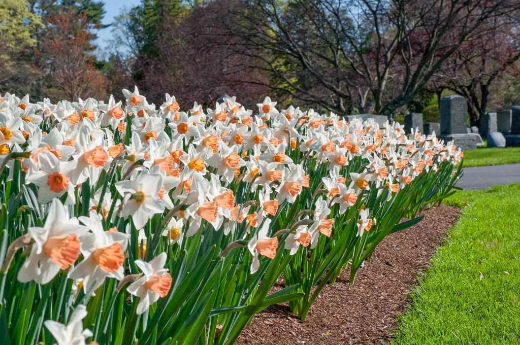 A planting of white daffodils with pink cups, Daffodil Accent from Colorblends.