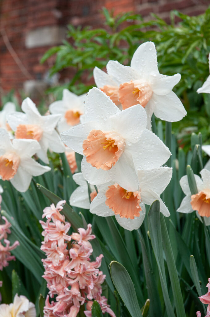 A white daffodil with a pink cup, Daffodil Accent from Colorblends.White daffodils with a pink cup, Daffodil Accent from Colorblends.