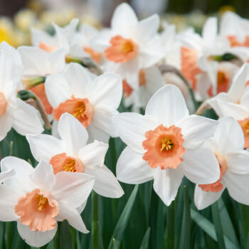 White daffodils with a pink cup, Daffodil Accent from Colorblends.