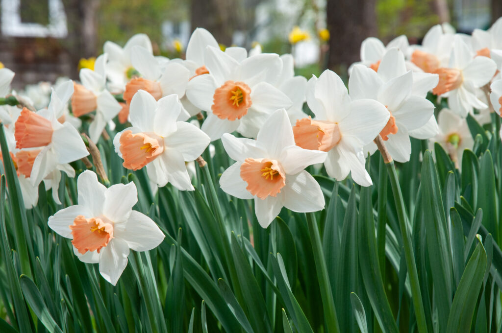 White daffodils with a pink cup, Daffodil Accent from Colorblends.