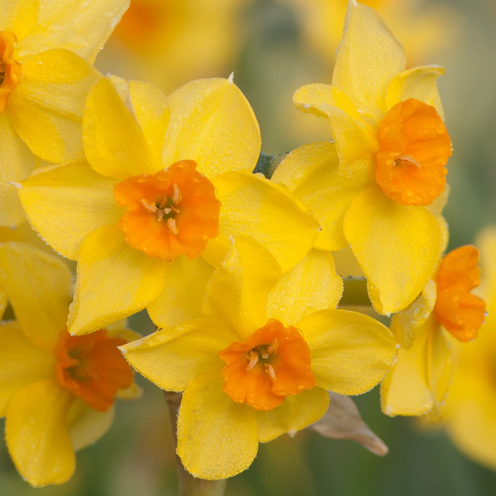 Yellow tazetta daffodils with orange cups, Daffodil Falconet from Colorblends.