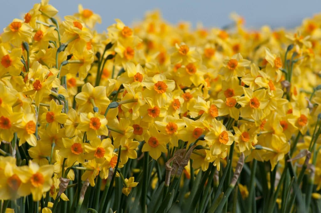Yellow tazetta daffodils with orange cups, Daffodil Falconet from Colorblends.