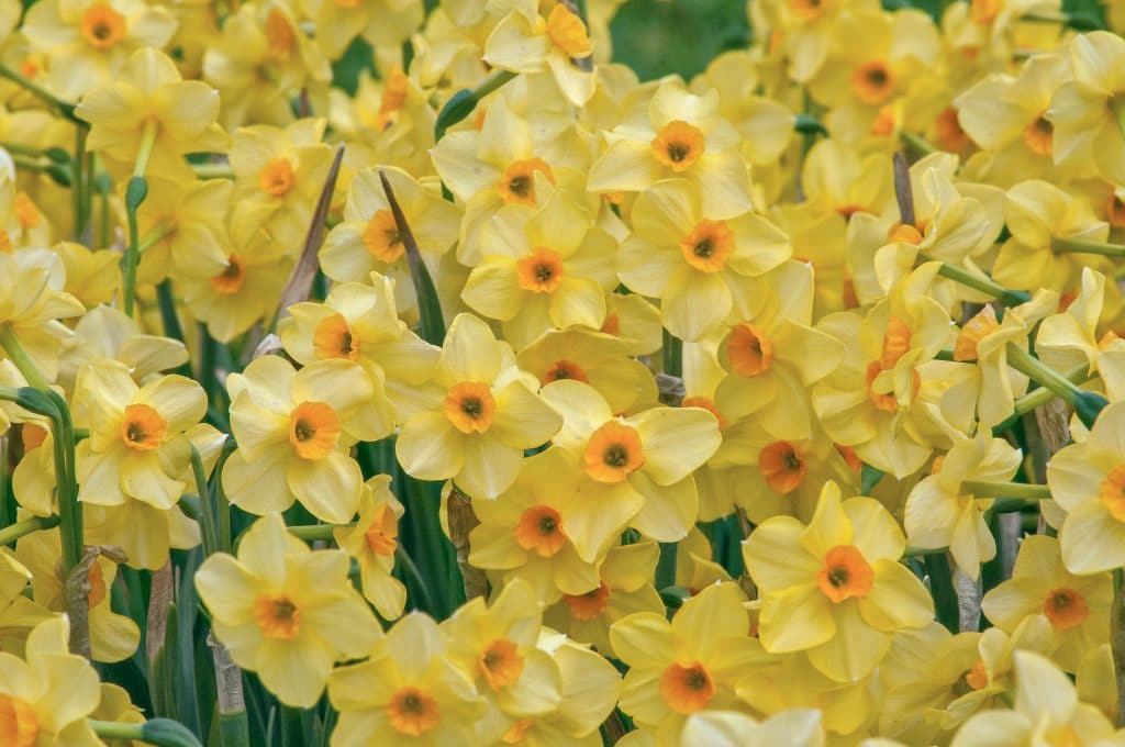 Yellow tazetta daffodils with orange cups, Daffodil Falconet from Colorblends.