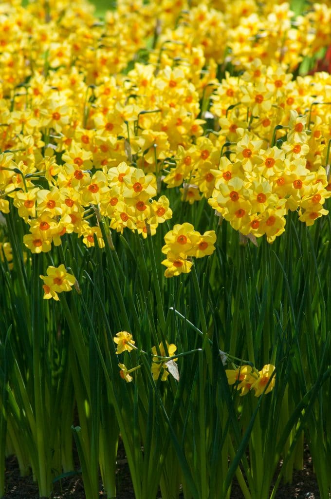 Yellow tazetta daffodils with orange cups, Daffodil Falconet from Colorblends.