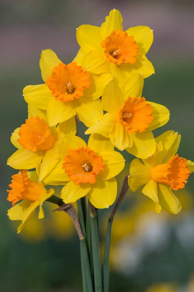 Daffodil Grand Soleil d'Or Bulbs, Wholesale Pricing