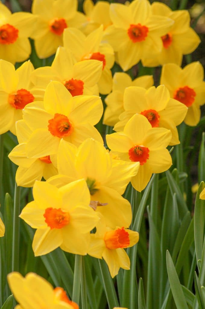 Yellow daffodils with orange cups, Daffodil Brackenhurst from Colorblends.