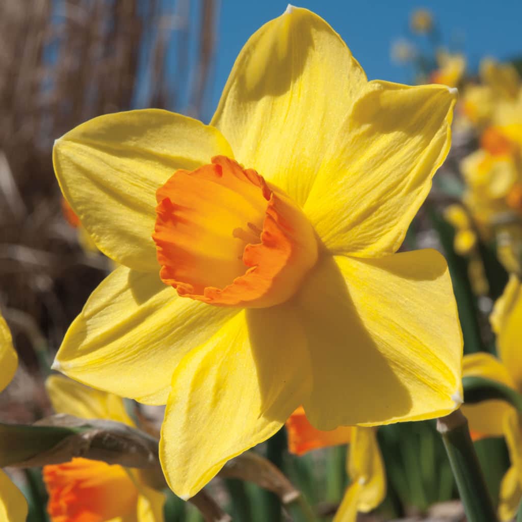 A yellow daffodil with a bright orange cup, Daffodil Brackenhurst from Colorblends.