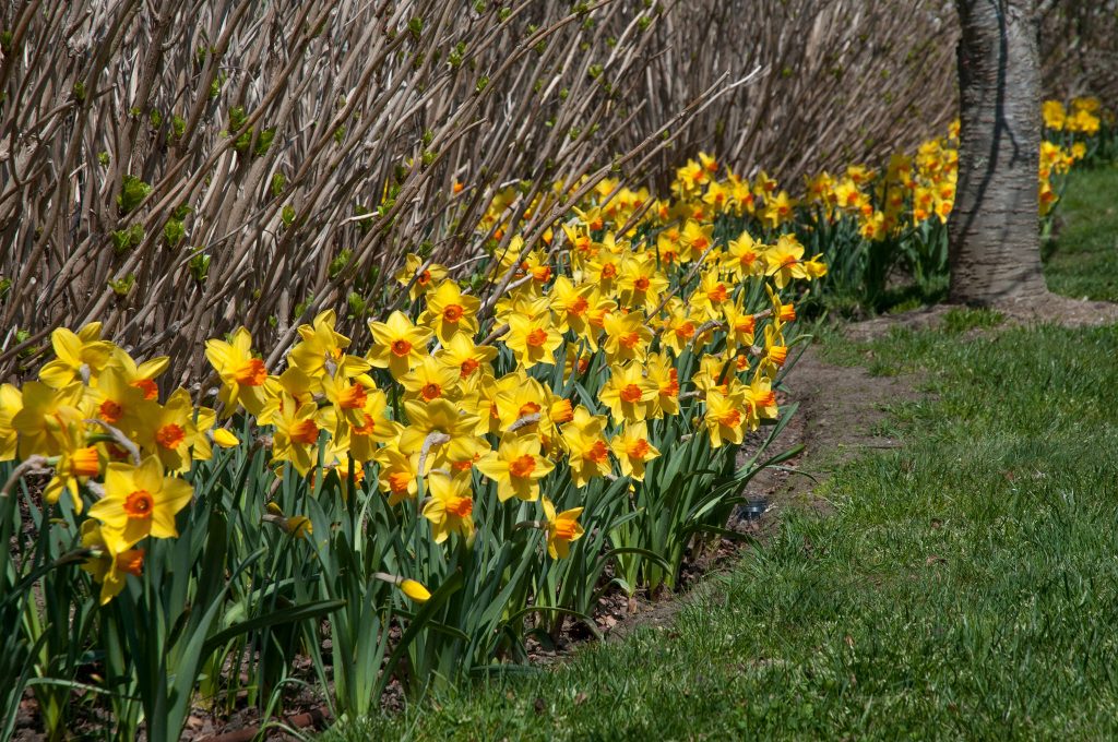 A naturalized planting of yellow daffodils with orange cups, Daffodil Brackenhurst from Colorblends.
