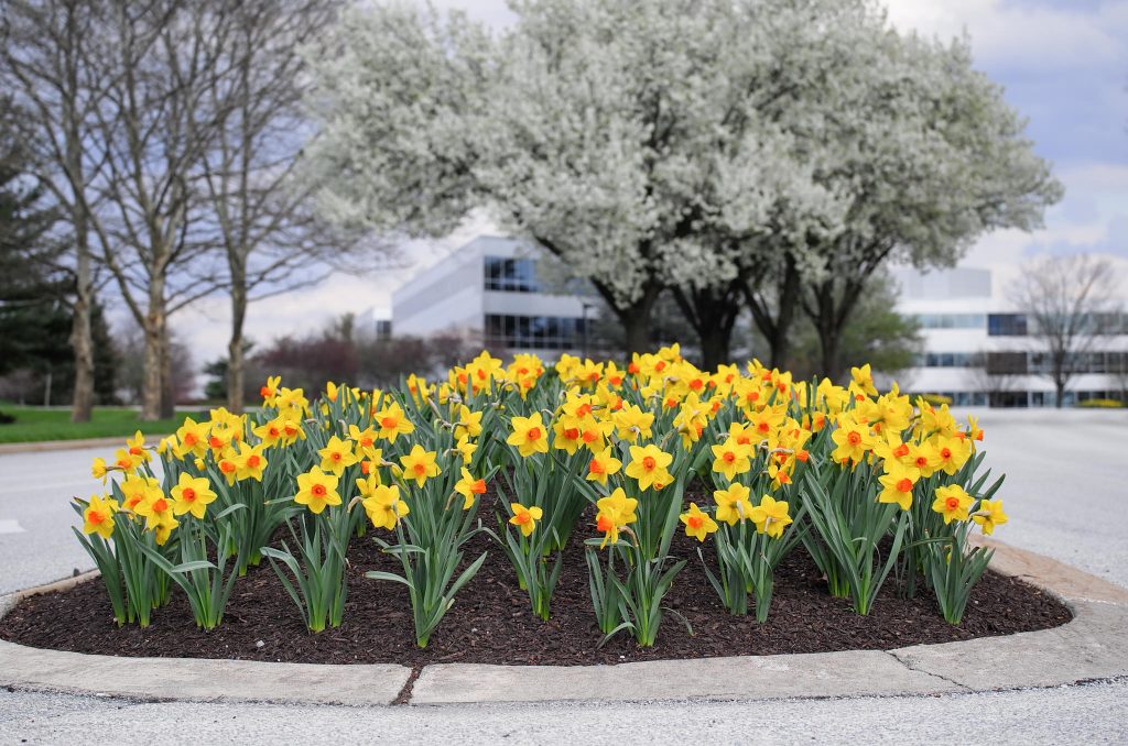 A bed of yellow daffodils with orange cups, Daffodil Brackenhurst from Colorblends.