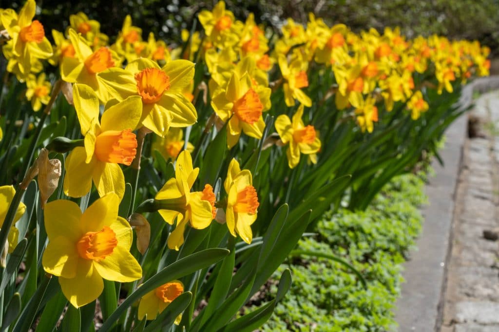 A bed of yellow daffodils with orange cups, Daffodil Brackenhurst from Colorblends.
