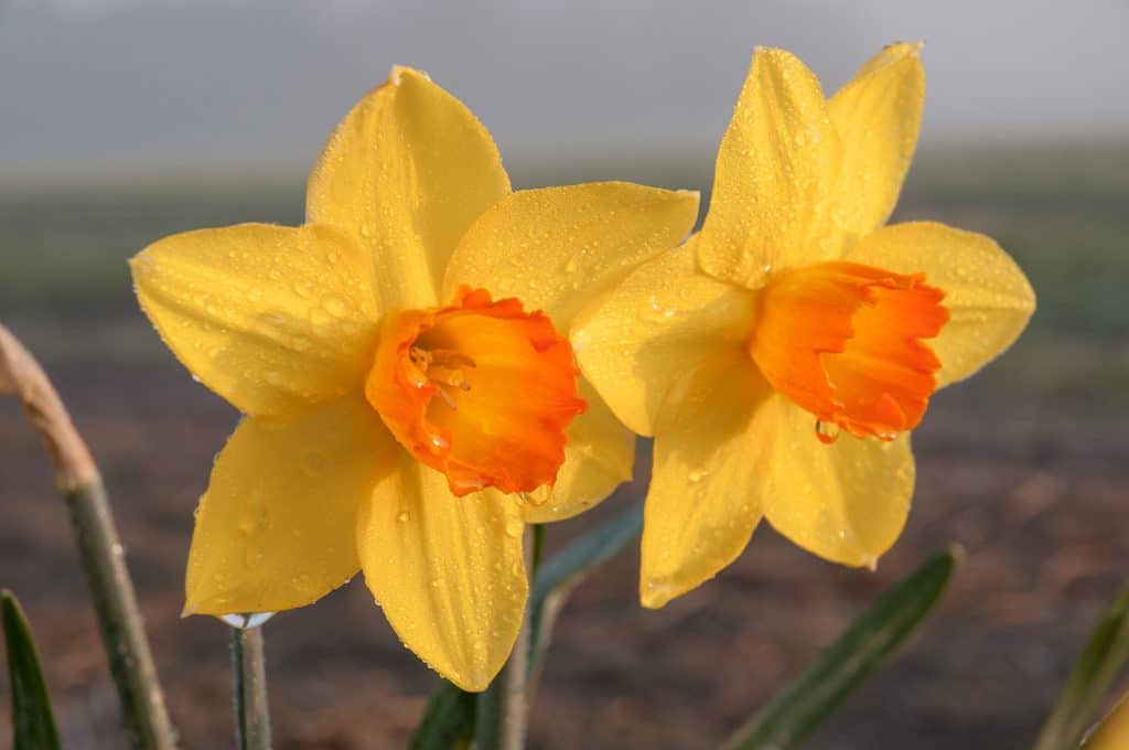Yellow daffodils with cups dipped in orange, Daffodil Ceylon from Colorblends.