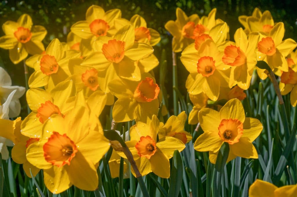 Yellow daffodils with cups dipped in orange, Daffodil Ceylon from Colorblends.