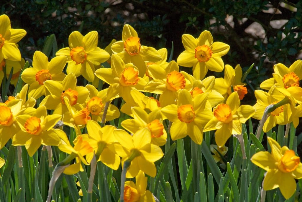 Yellow daffodils with cups dipped in orange, Daffodil Ceylon from Colorblends.