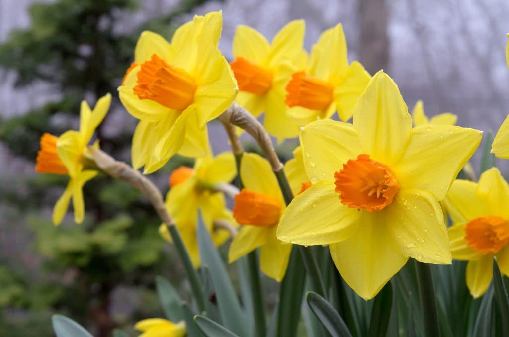 Yellow daffodils with cups dipped in orange, Daffodil Ceylon from Colorblends.