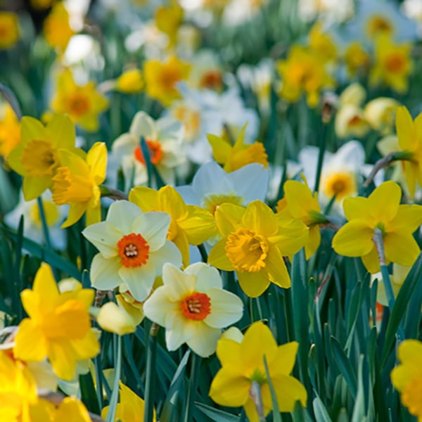 Double Daffodil Bulbs  Colorblends® Wholesale Flowerbulbs