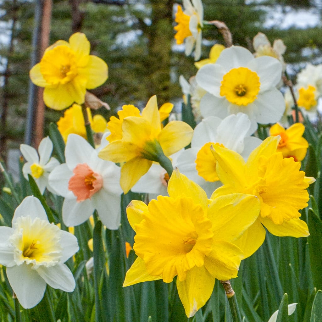 Spring Loaded Daffodil Blend from Colorblends