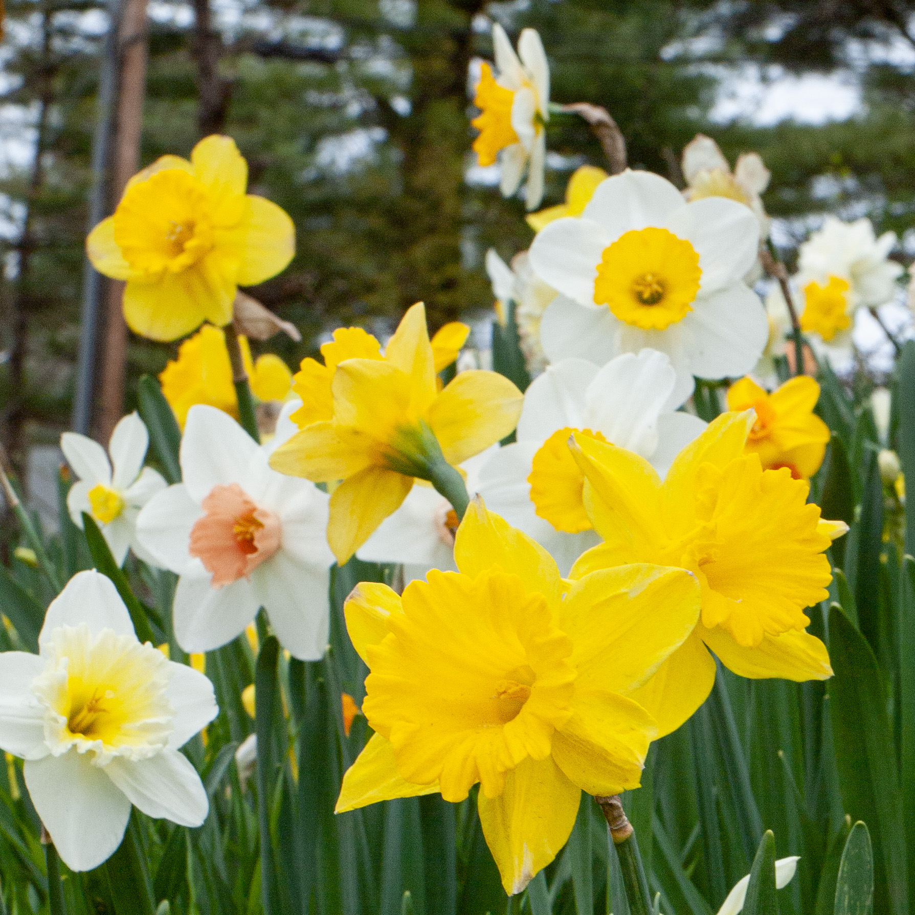 Daffodil, Spring flower, Narcissus, Bulb