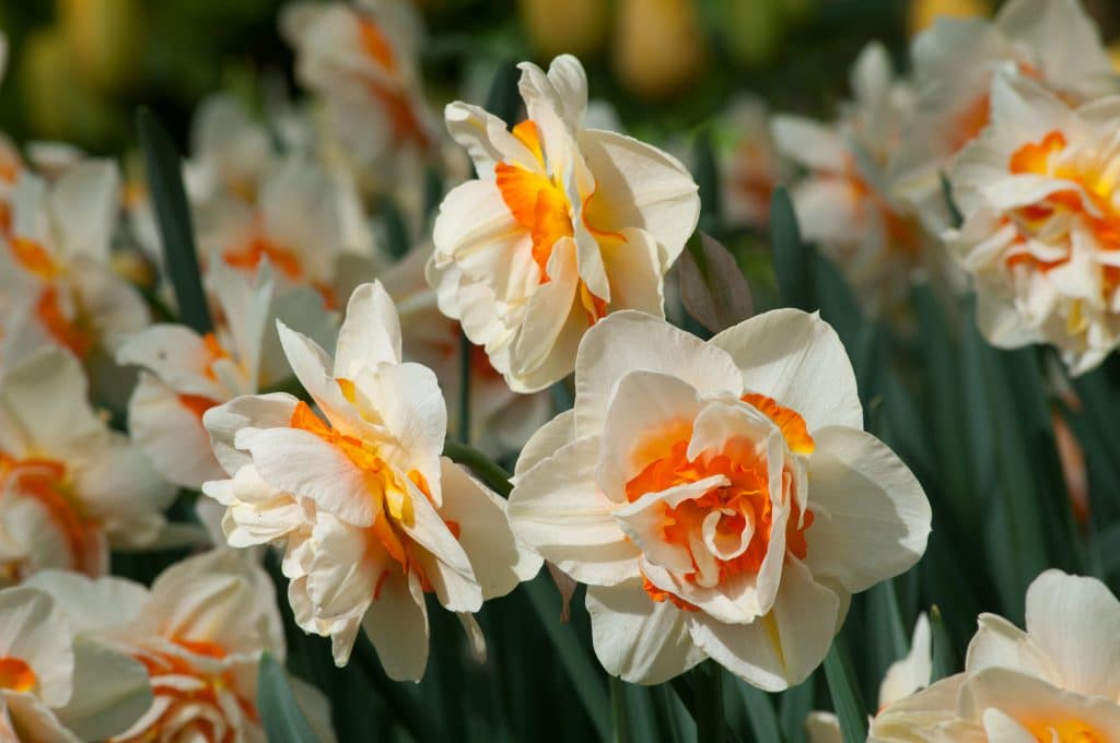 Double white daffodils interspersed with bright orange segments, Daffodil Flower Parade from Colorblends.