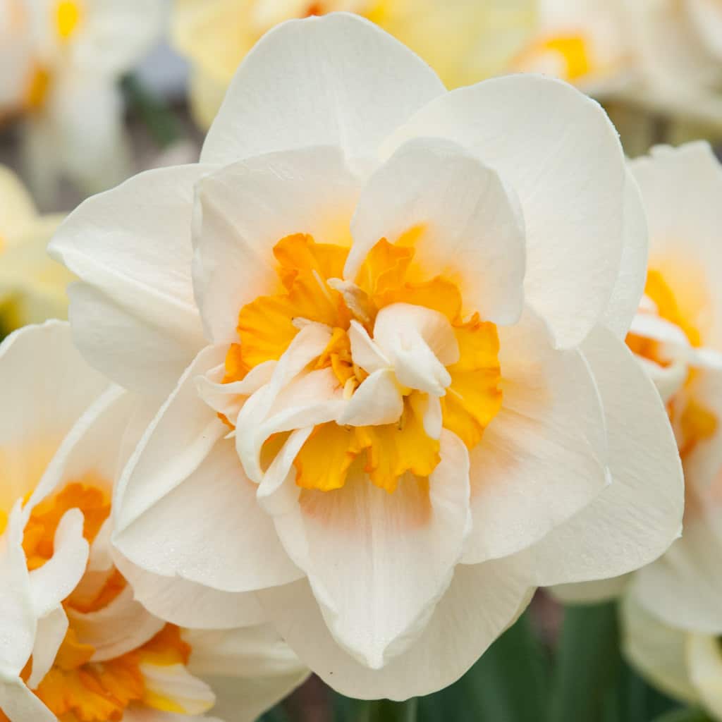 A double white daffodil interspersed with bright orange segments, Daffodil Flower Parade from Colorblends.